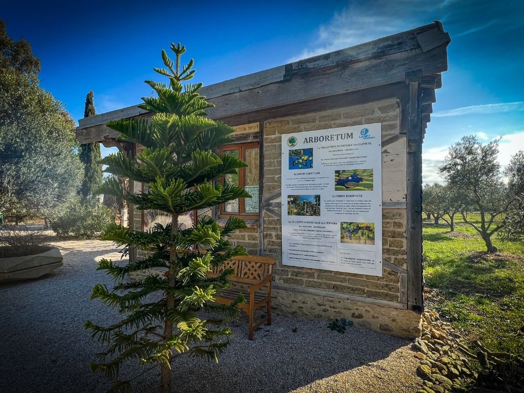 From Apicius to Vermouth: Plants, Gastronomy and Wine as a Living Heritage